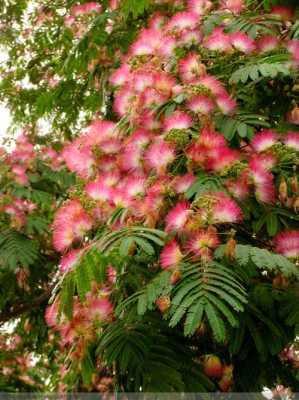 芙蓉树种植技术