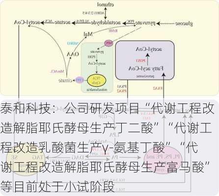 泰和科技：公司研发项目“代谢工程改造解脂耶氏酵母生产丁二酸”“代谢工程改造乳酸菌生产γ-氨基丁酸”“代谢工程改造解脂耶氏酵母生产富马酸”等目前处于小试阶段