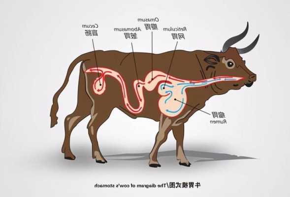 牛有几个胃都有什么作用和功能