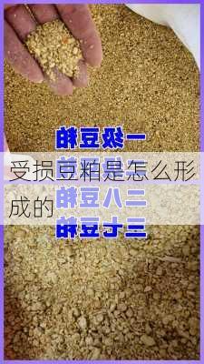 受损豆粕是怎么形成的