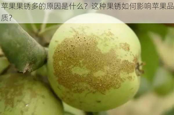 苹果果锈多的原因是什么？这种果锈如何影响苹果品质？